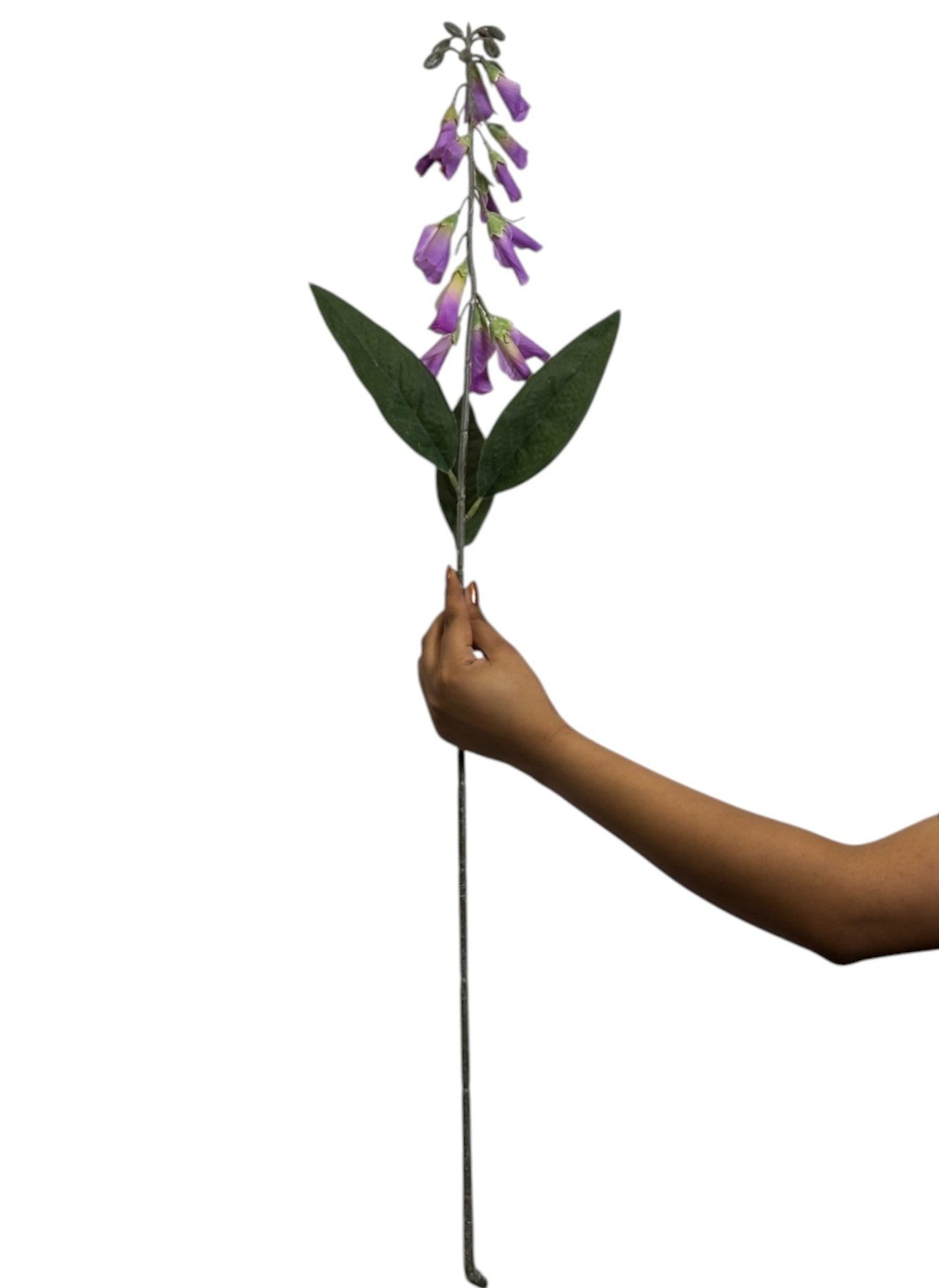 Lapageria Rosea 83Cm Lavender (Pack of 10)