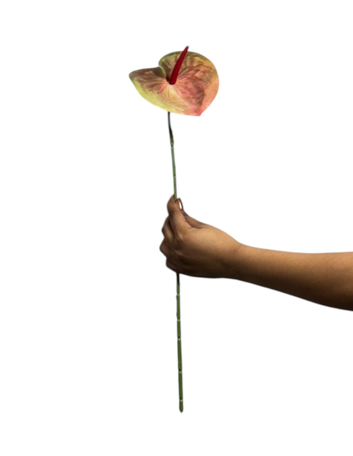 Anthurium Stick 17.5" - Light Red Green (Pack of 10)