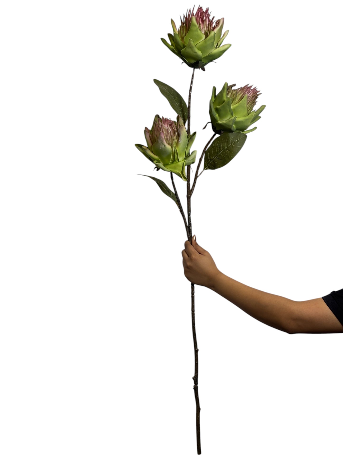 Protea Stick 3 Head 104cm Ligth Green (Pack of 10)