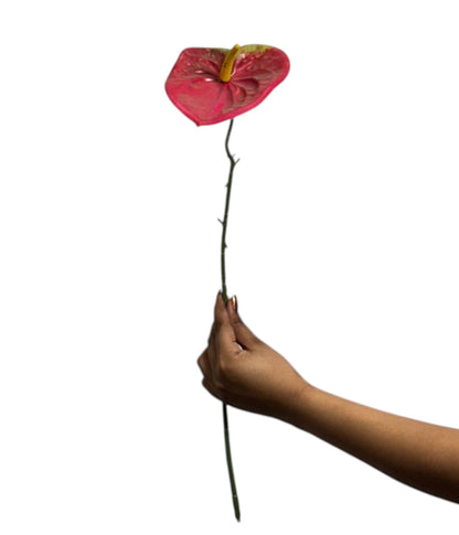 Anthurium Stick 17.5" - Red (Pack of 10)