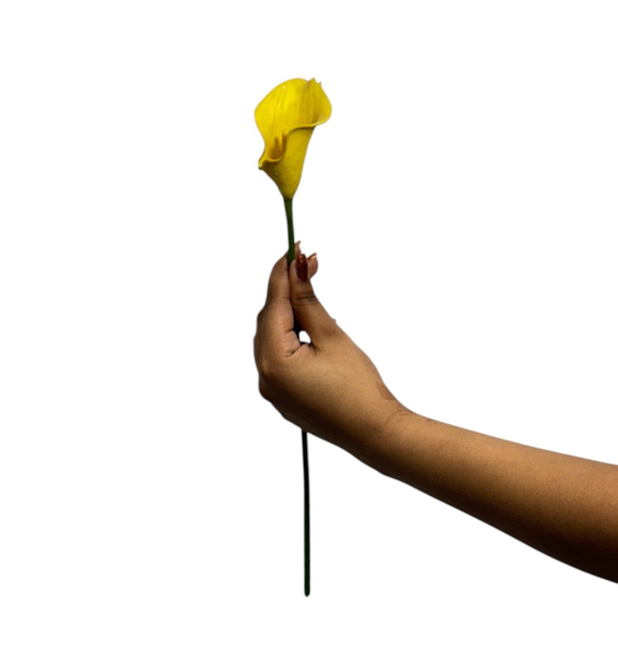 Calla Lilly Small Yellow (Pack of 10)