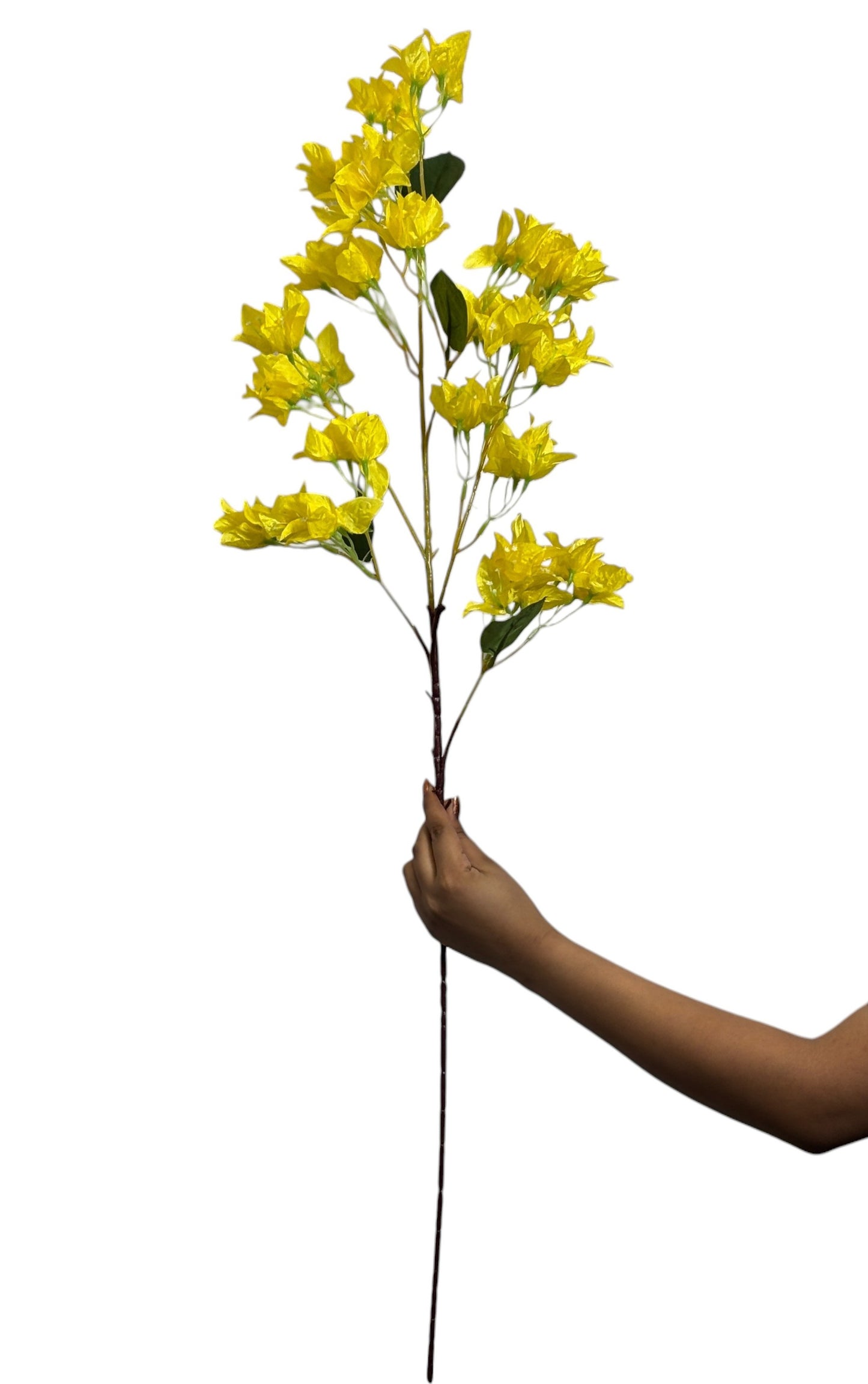 Bougainvillea Stick 4 Stem Yellow (Pack of 10)