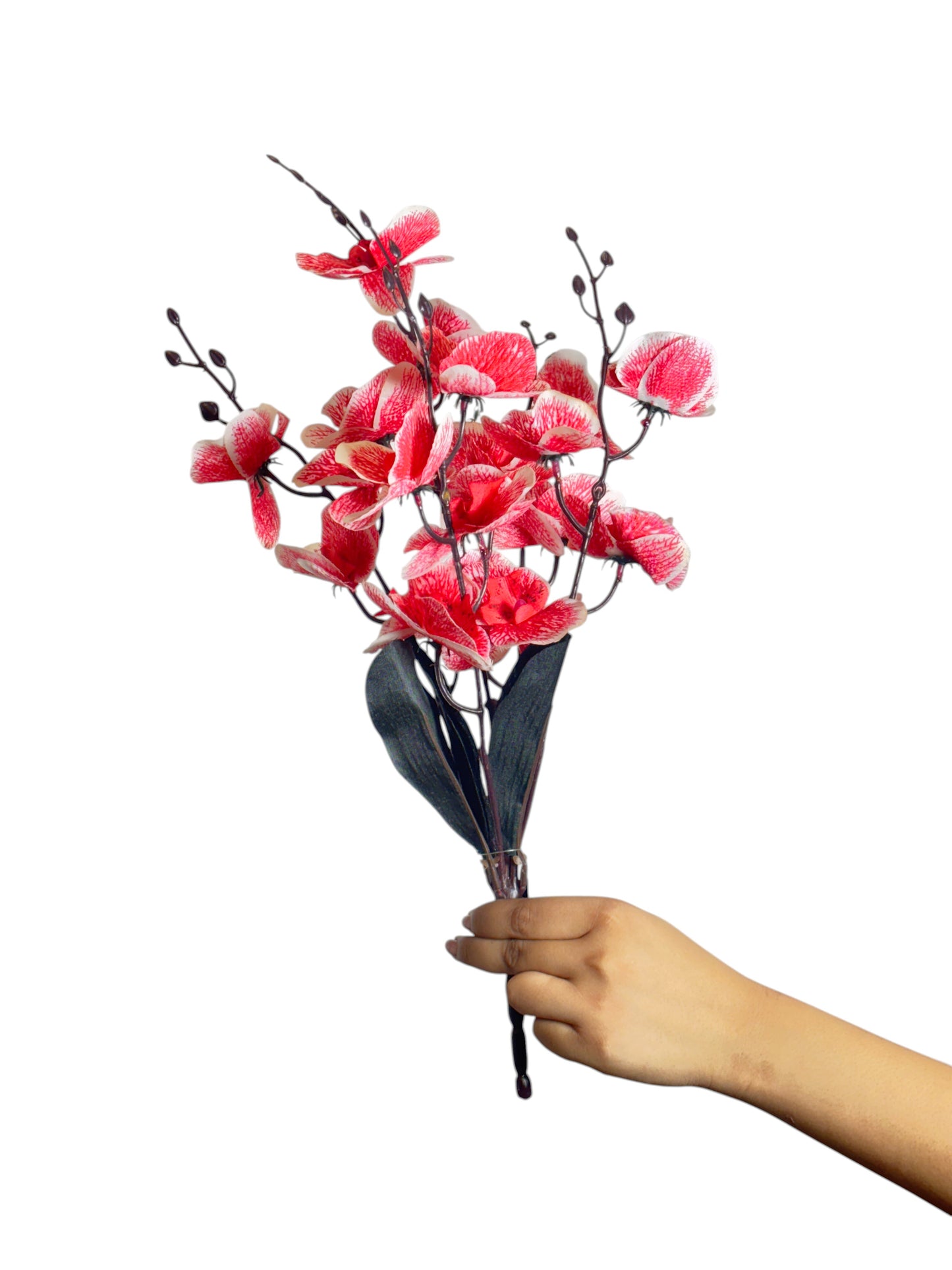 Cymbidium Bunch 17" Red (Pack of 5)